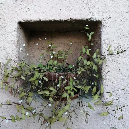 Cadelbuja Canelli